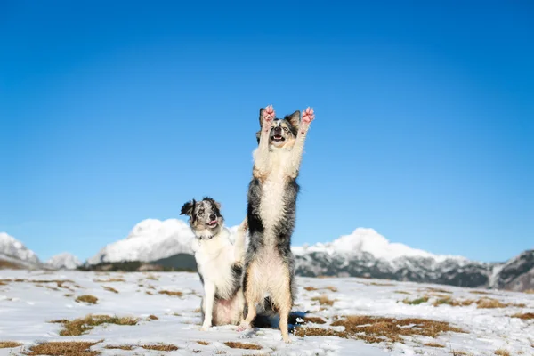 Border collie doen truc met poten van — Stockfoto