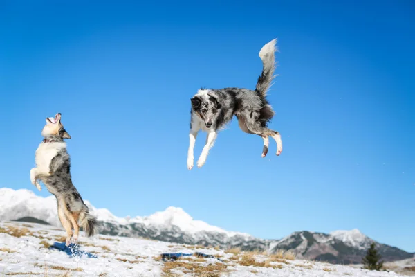 Border collie hond hoog springen — Stockfoto