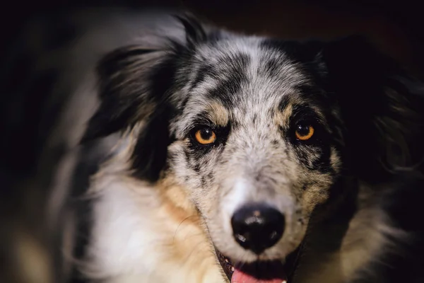 Border ποιμενικού σκύλου σκύλο πορτρέτο το φθινόπωρο — Φωτογραφία Αρχείου