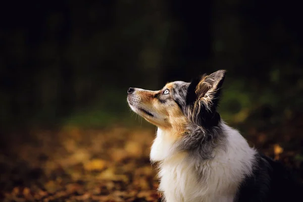 Border collie porträtt i soliga skog — Stockfoto