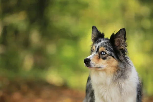 Border collie pies portret na tle słońca — Zdjęcie stockowe