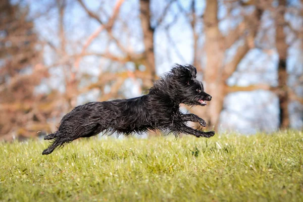 Happy Pyrenean Shepherd dog correndo por um prado — Fotografia de Stock