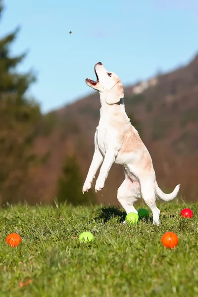 ビーグル犬の御馳走をキャッチ — ストック写真