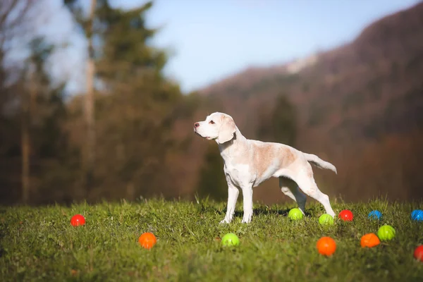 Beagle cão de pé na natureza — Fotografia de Stock