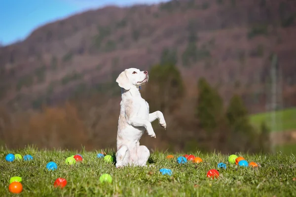 ビーグル犬のトリックをやって — ストック写真