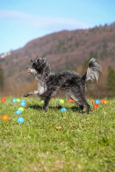 Cão pastor pireneu engraçado — Fotografia de Stock