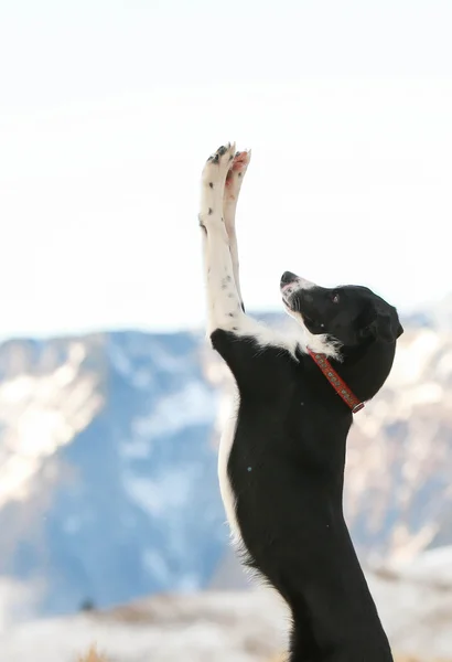 Border kolie pes dělá trik High-pět — Stock fotografie