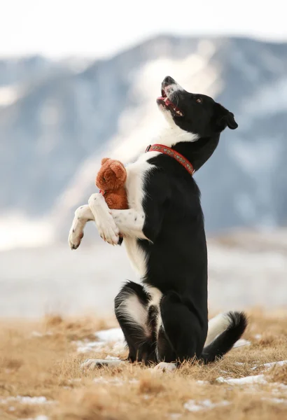 Border collie dog giving a hug to a teddy bear