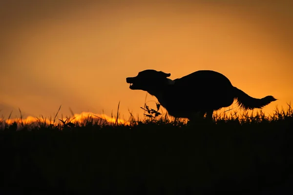 Запуск силуэта колли-собаки на закате — стоковое фото