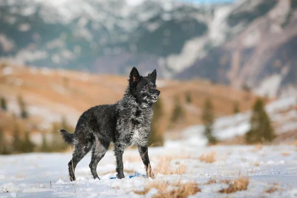 冬の風景にムディ犬立って ロイヤリティフリーのストック画像