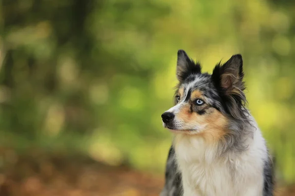 サンシャインの背景にボーダーコリー犬の肖像画 ストック写真