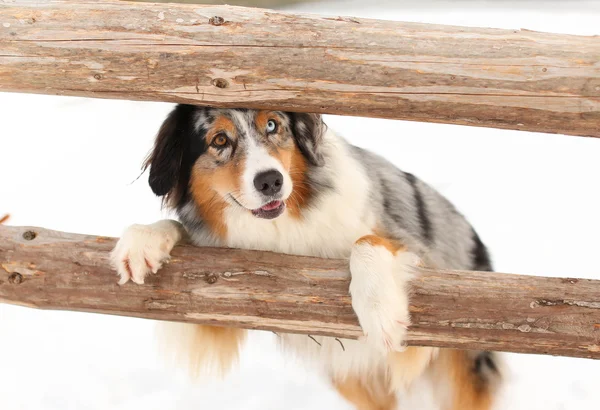 オーストラリアン シェパードの犬のトリックをやって ストックフォト