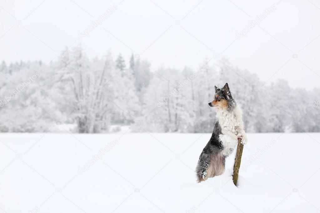 Blue merle border collie dog standing — Stock Photo © Majchy #81184762