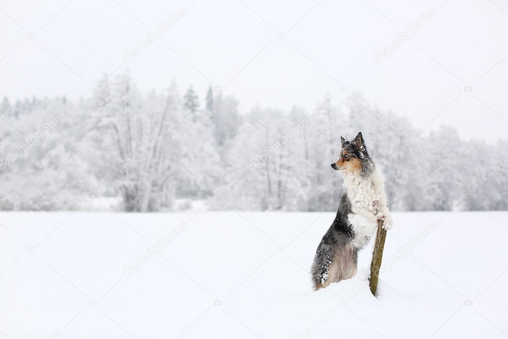 Blue merle border collie dog standing