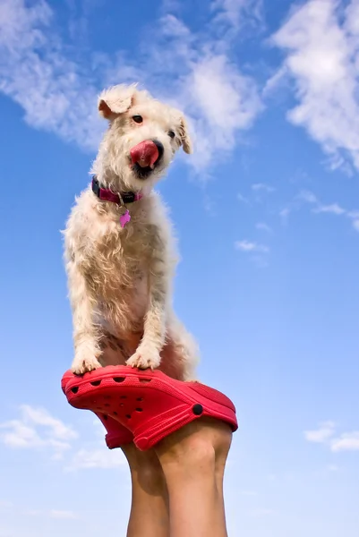 Parson Russell Terrier sentado em pé humano — Fotografia de Stock