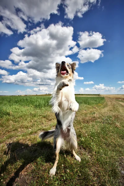 Happy border collie dog dancing — Stock Photo, Image