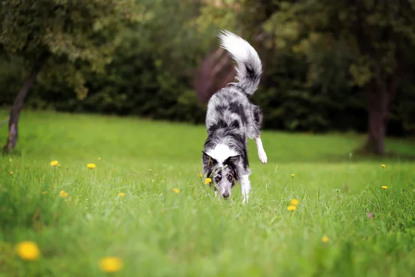 Grappige Bordercollie doen handstand — Stockfoto