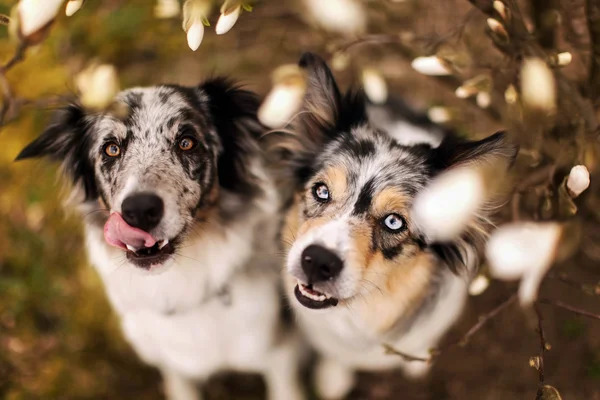 Dois cães de collie de borda e flores brancas — Fotografia de Stock