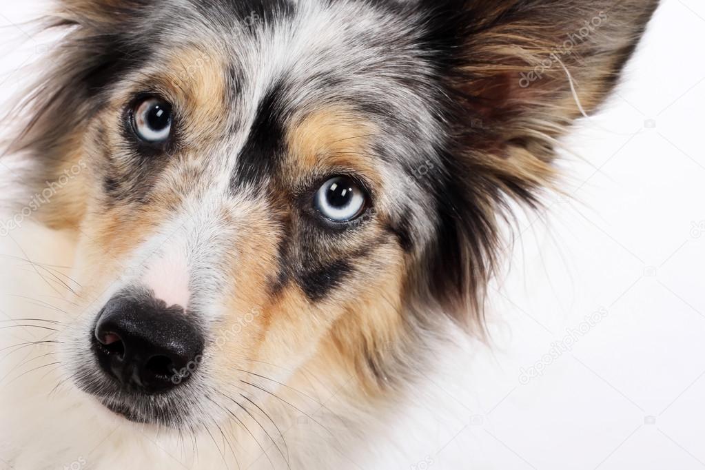 Beautiful border collie dog studio portrait