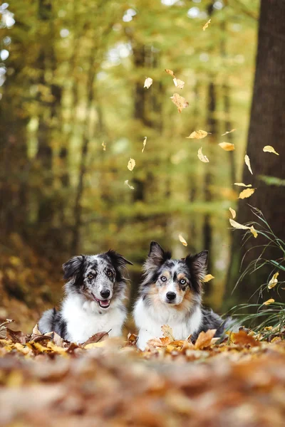 Verliefd worden — Stockfoto