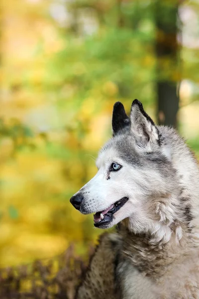 Llamada de la naturaleza — Foto de Stock