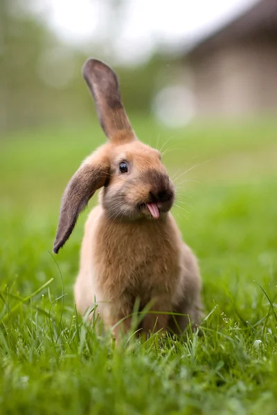 かわいいし、面白いウサギ ロイヤリティフリーのストック写真