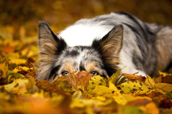 ボーダーコリーの犬に紅葉に隠れて ストックフォト