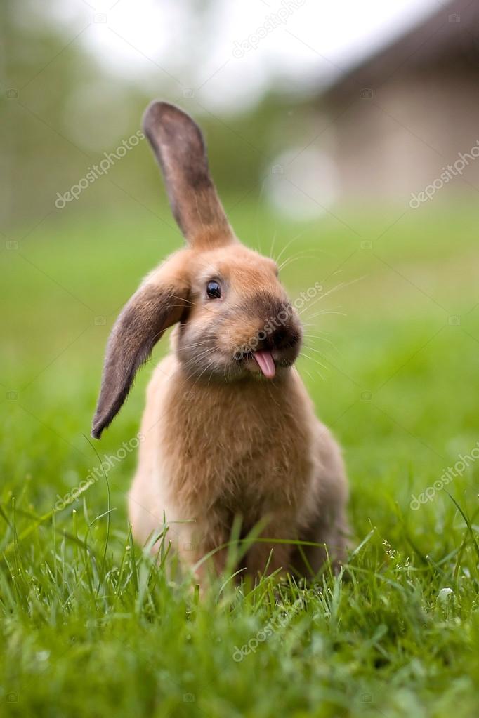 Cute and funny bunny Stock Photo by ©Majchy 88140056 Cute and funny bunny Stock Photo by ©Majchy 88140056