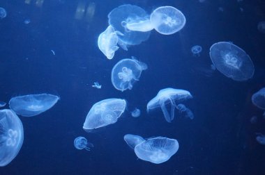 Pasifik deniz ısırganları, dokunaçları akan denizanaları.