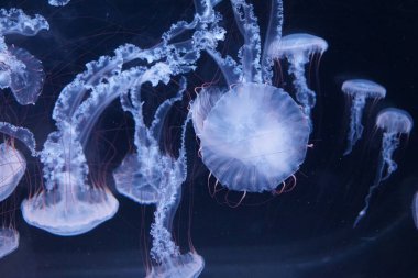 Pasifik deniz ısırganları, dokunaçları akan denizanaları.