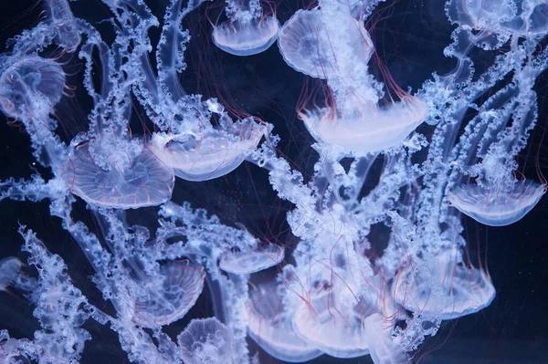 Pacific Sea Nettle Jellyfish Flowing Tentacles — Stock Photo, Image