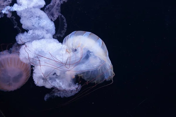Медузи Тихоокеанської Морської Сітки Щупальцями — стокове фото