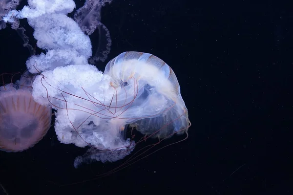 Pacific Sea Nettle Jellyfish Flowing Tentacles — Stock Photo, Image