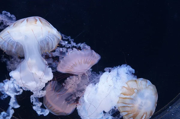Pasifik deniz ısırganları, dokunaçları akan denizanaları.