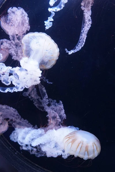 Pacific Sea Nettle Jellyfish Flowing Tentacles — Stock Photo, Image