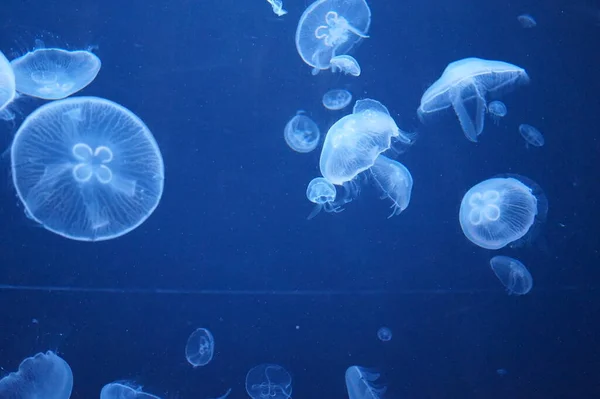 Pacific Sea Nettle Jellyfish Flowing Tentacles — Stock Photo, Image