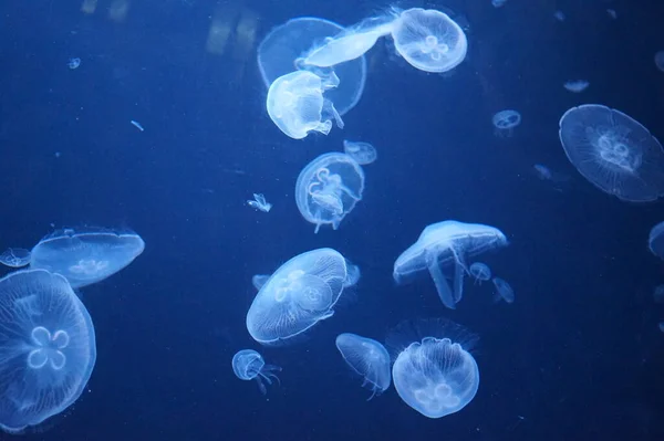 Pacific Sea Nettle Jellyfish Flowing Tentacles — Stock Photo, Image