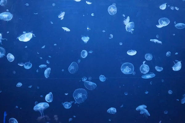 Pasifik deniz ısırganları, dokunaçları akan denizanaları.