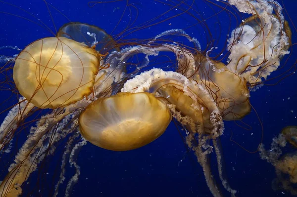 Pacific Sea Nettle Jellyfish Flowing Tentacles — Stock Photo, Image