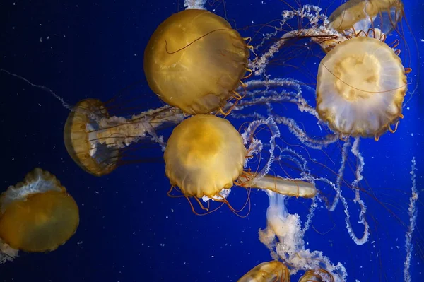 Pacific Sea Nettle Jellyfish Flowing Tentacles — Stock Photo, Image