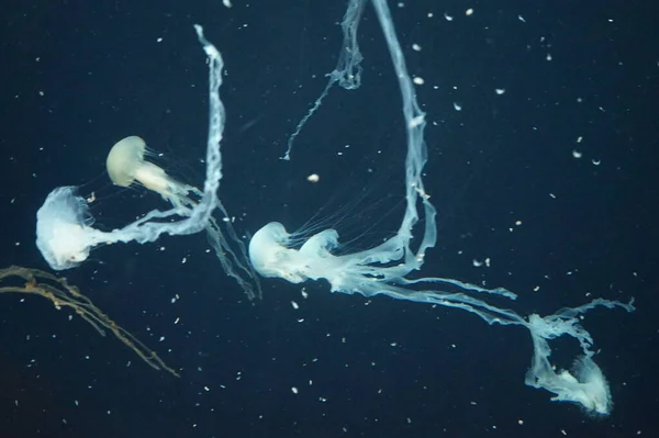 Pacific Sea Nettle Jellyfish Flowing Tentacles — Stock Photo, Image