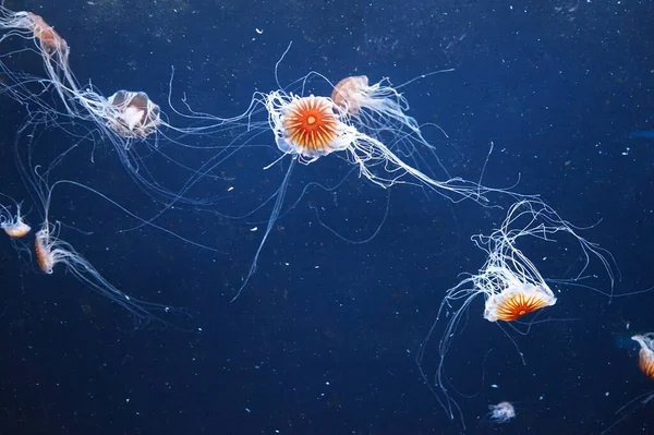 Pasifik deniz ısırganları, dokunaçları akan denizanaları.