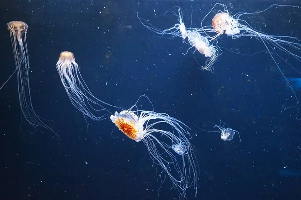 Pacific Sea Nettle Jellyfish Flowing Tentacles — Stock Photo, Image