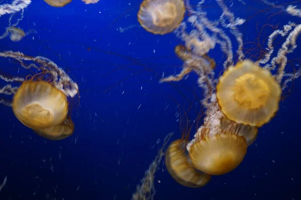 Pacific Sea Nettle Jellyfish Flowing Tentacles — Stock Photo, Image