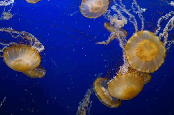 Medusas Ortiga Del Pacífico Con Tentáculos Fluidos —  Fotos de Stock