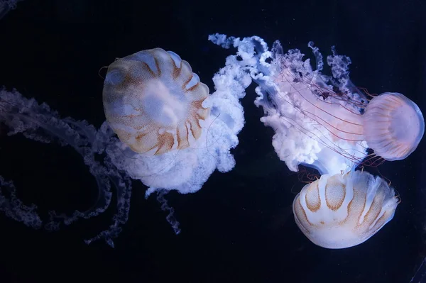 Pacific Sea Nettle Jellyfish Flowing Tentacles — Stock Photo, Image