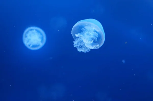 Méduse Ortie Pacifique Avec Tentacules Fluides — Photo