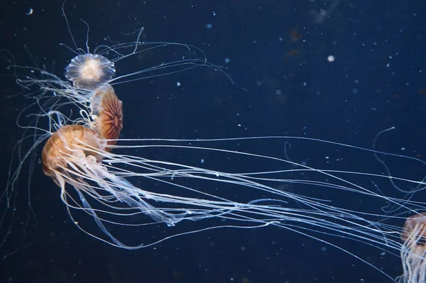 Medusas Ortiga Del Pacífico Con Tentáculos Fluidos — Foto de Stock