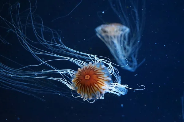 Medusas Ortiga Del Pacífico Con Tentáculos Fluidos — Foto de Stock