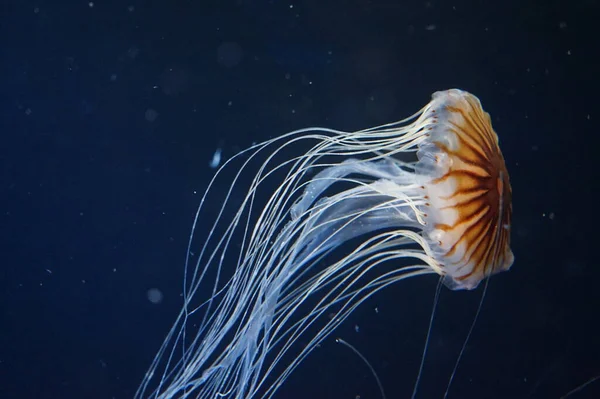 Medusa Ortica Del Pacifico Con Tentacoli Che Scorrono — Foto Stock